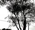 Salix matsudana Tortuosa, willow backlight